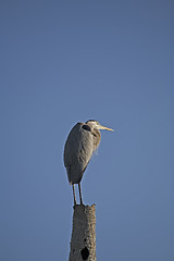 Image showing Heron