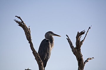 Image showing Heron