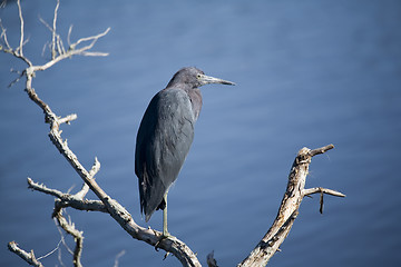 Image showing Heron