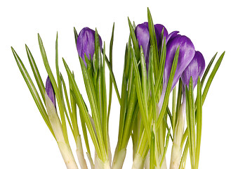 Image showing Crocuses