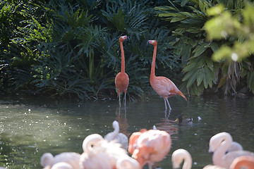 Image showing Flamingo