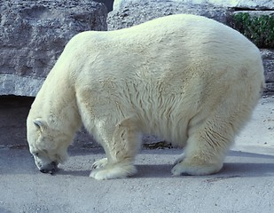 Image showing Hungry Polar Bear