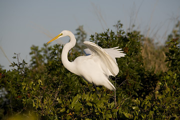 Image showing Egret