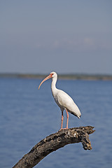 Image showing Ibis