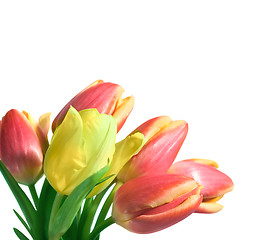 Image showing tulips