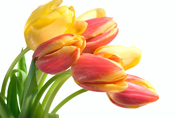 Image showing tulips