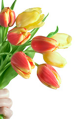 Image showing tulips