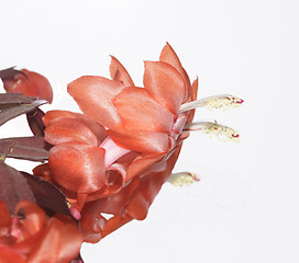 Image showing christmas cacti in full bloom