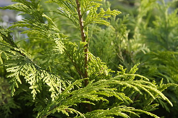 Image showing conifer branches closeup