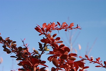 Image showing red autumn leaves and blue sky