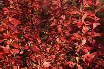 Image showing red autumn leaves