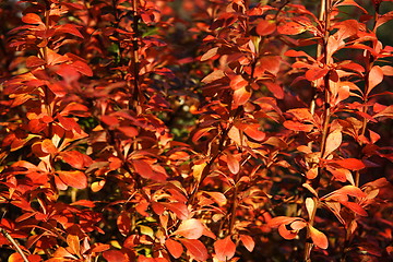 Image showing red autumn leaves