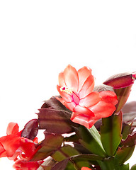 Image showing christmas cacti in full bloom