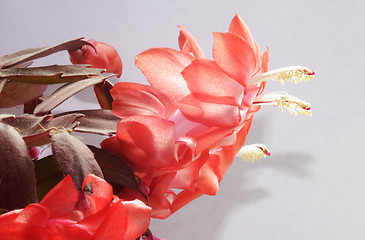 Image showing christmas cacti in full bloom