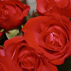 Image showing bunch of red roses