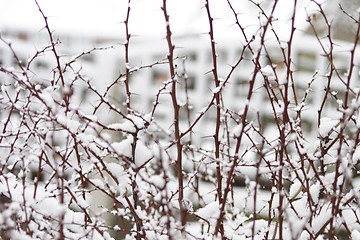 Image showing snow on a thorny bush