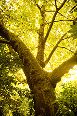 Image showing Glowing Leaves