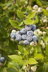 Image showing Blueberries