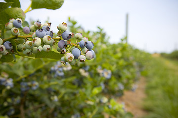 Image showing Blueberries