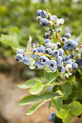 Image showing Blueberries