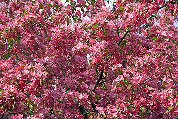 Image showing Pink spring blossoms