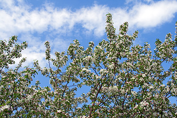 Image showing Blooming cherry trees against blue sky