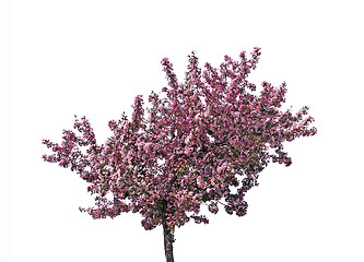 Image showing Blooming plum tree, isolated