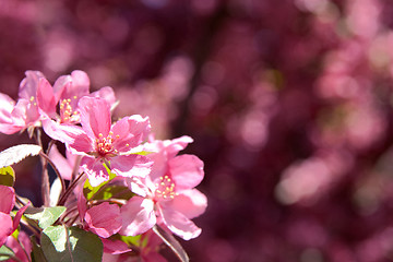 Image showing Pink blossoms on a blurry background