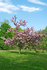 Image showing Blooming tree on a green lawn