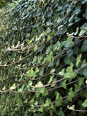 Image showing ivy hedge