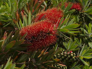 Image showing Bottlebrush flower