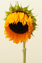 Image showing Sunflower