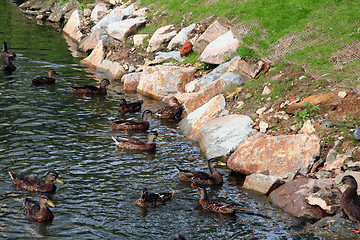 Image showing Ducks