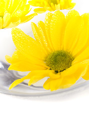Image showing yellow flowers closeup
