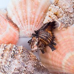 Image showing shells background