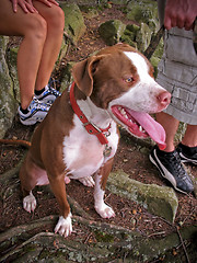 Image showing pit bull