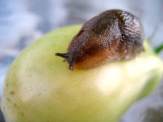 Image showing pesty slug