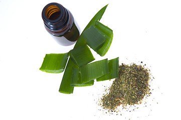 Image showing aloe vera - alternative therapy