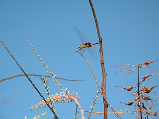 Image showing Dragonfly