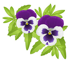 Image showing Pansies