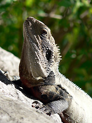 Image showing Lizard