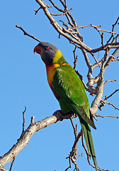 Image showing Rainbow Lorikeet