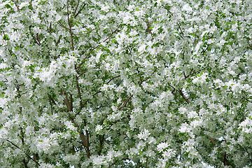 Image showing White blossom background