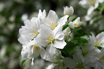 Image showing Spring apple blossom