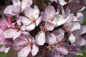 Image showing Pink apple blossom