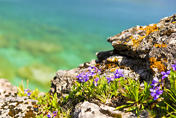 Image showing Wildflowers at shore of Georgian Bay