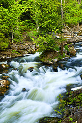 Image showing River through woods