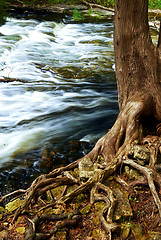 Image showing River through woods