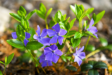 Image showing Purple wildflowers closeup