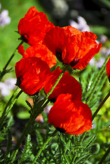 Image showing Poppies